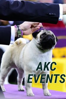 imagen: AKC Events